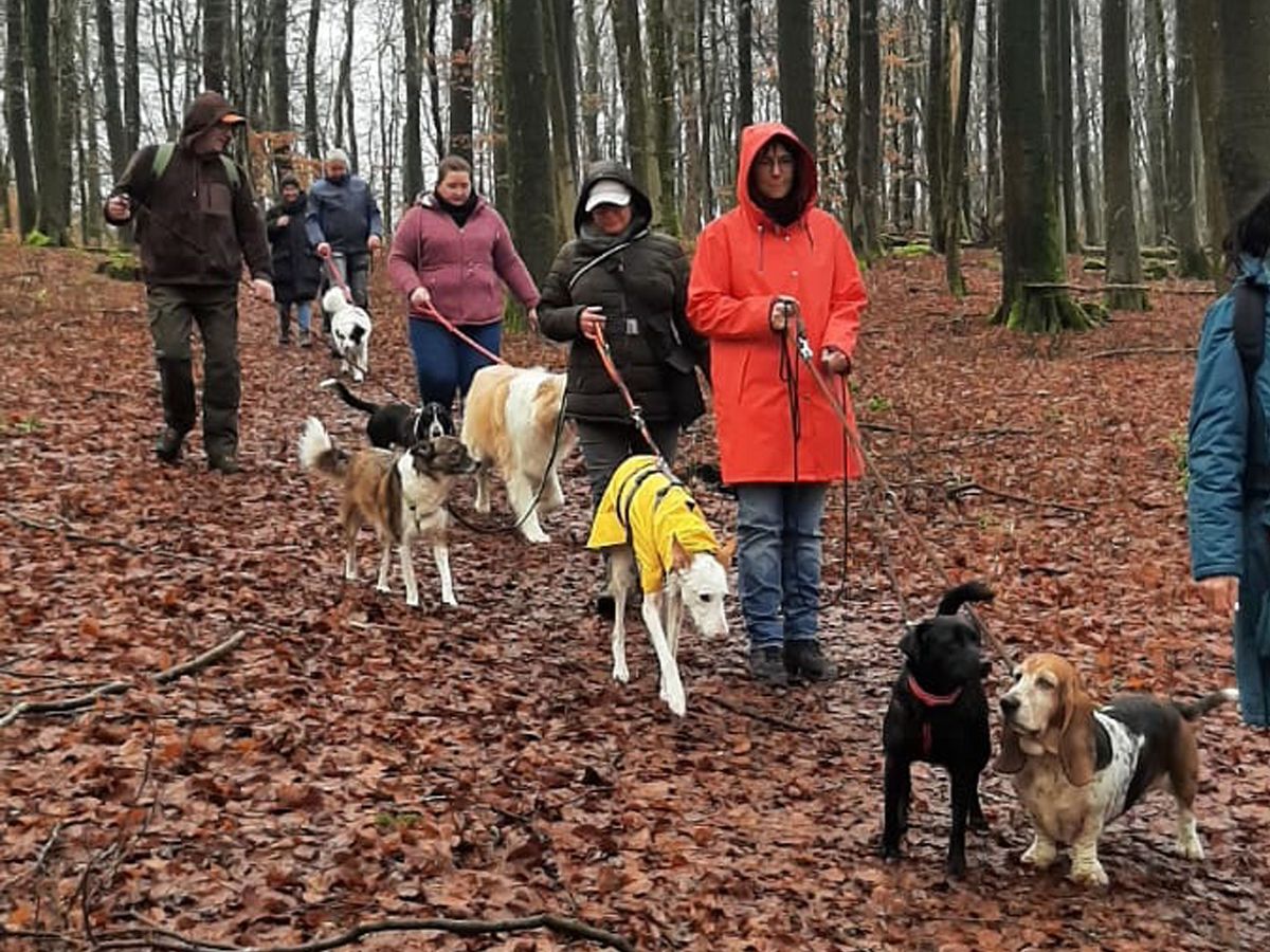 Erste Hundewanderung des Westerwaldvereins Bad Marienberg ein Erfolg