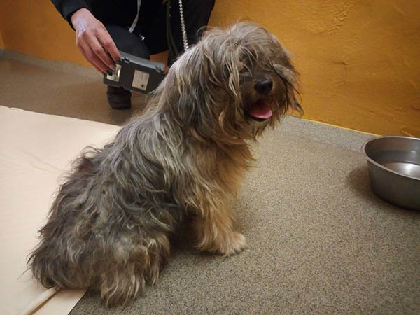 Der kleine Mann ist aber ein Kmpfer, hat die leider unvermeidliche Augen-OP gut berstanden und so wurde er Rambo getauft. Rambo kmpft sich gerade zurck in sein neues Leben ohne Licht und hofft das es Tierschtzer gibt, die dem Verein helfen und bei der Bezahlung seiner OP-Kosten untersttzen. 