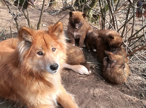 Derzeit gibt es in Wolfswinkel wieder Dingo-Welpen. (Foto: GFH) 