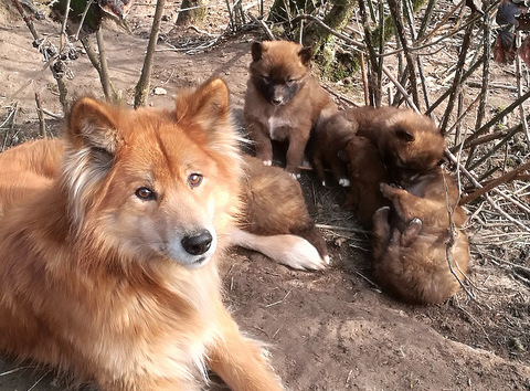 Vom 13. bis 15. September finden die Wolfswinkeler Hundetage 2019 statt. (Symbolfoto: GFH)