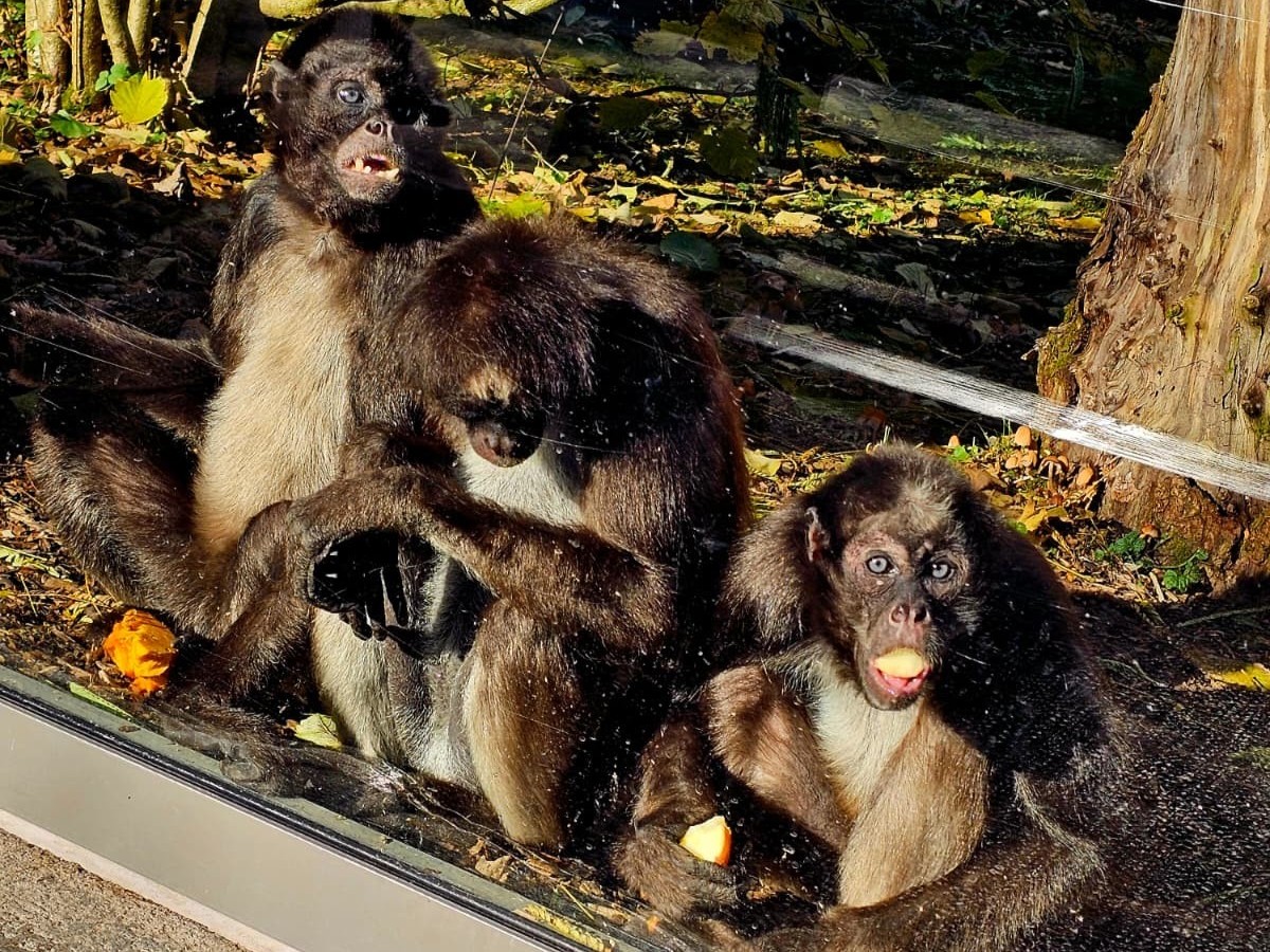 Klammeraffen (Fotos: Lena Weeser)