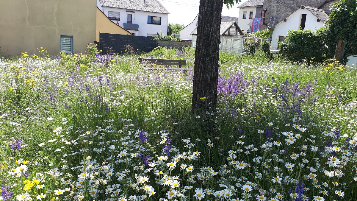 Wildblumenwiese. (Foto: Susanne Piwecki)