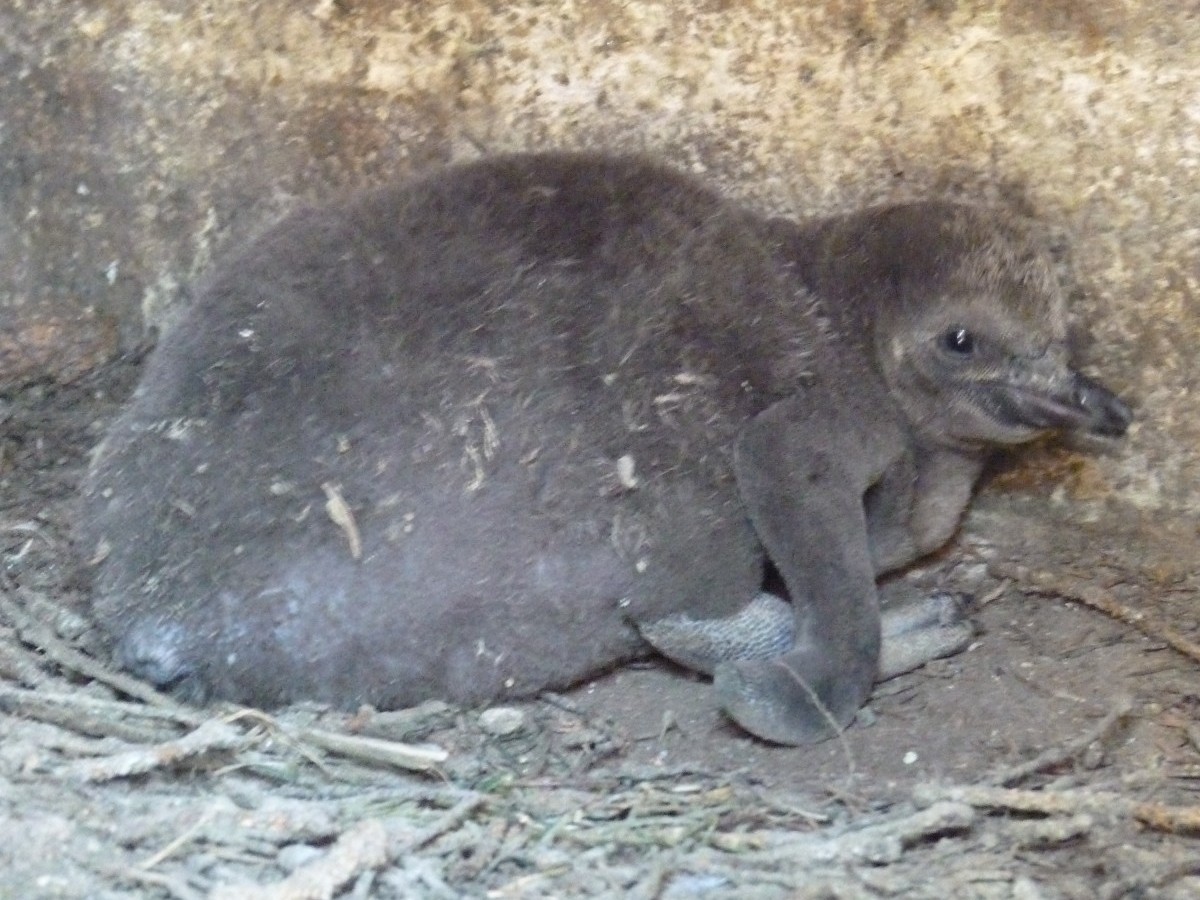Pinguinkken aus dem Zoo Neuwied (Fotos: Alexandra Japes/Zoo Neuwied)