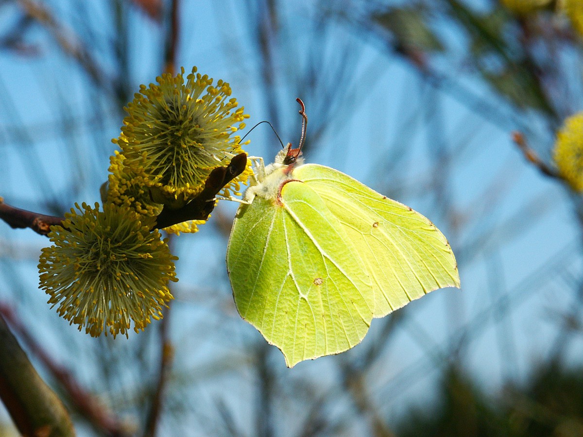 Zitronenfalter auf dem Bl�tenstand einer Sal-Weide. (Foto: Bernhard Theis)