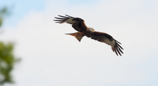 Um nachweisen zu knnen, dass am Hmmerich Milane ihren Brutplatz und Lebensraum haben, ist es wichtig, das Flugverhalten zu beobachten und zu erfassen. (Foto: BI Hmmerich/Alexander Erdbeer/fotolia.com)