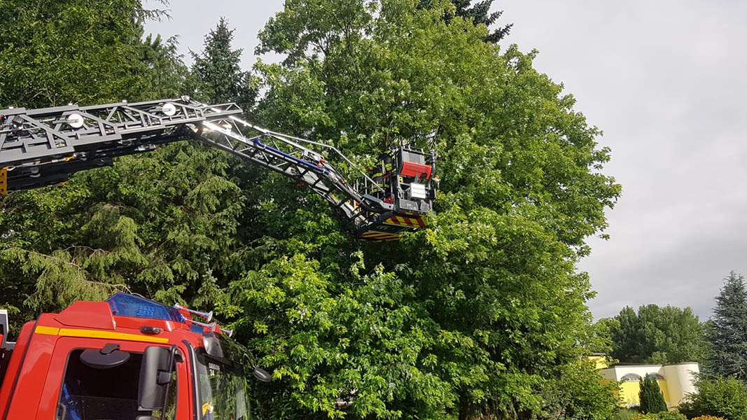 Specht verfngt sich in Netz  Feuerwehr rettet ihn