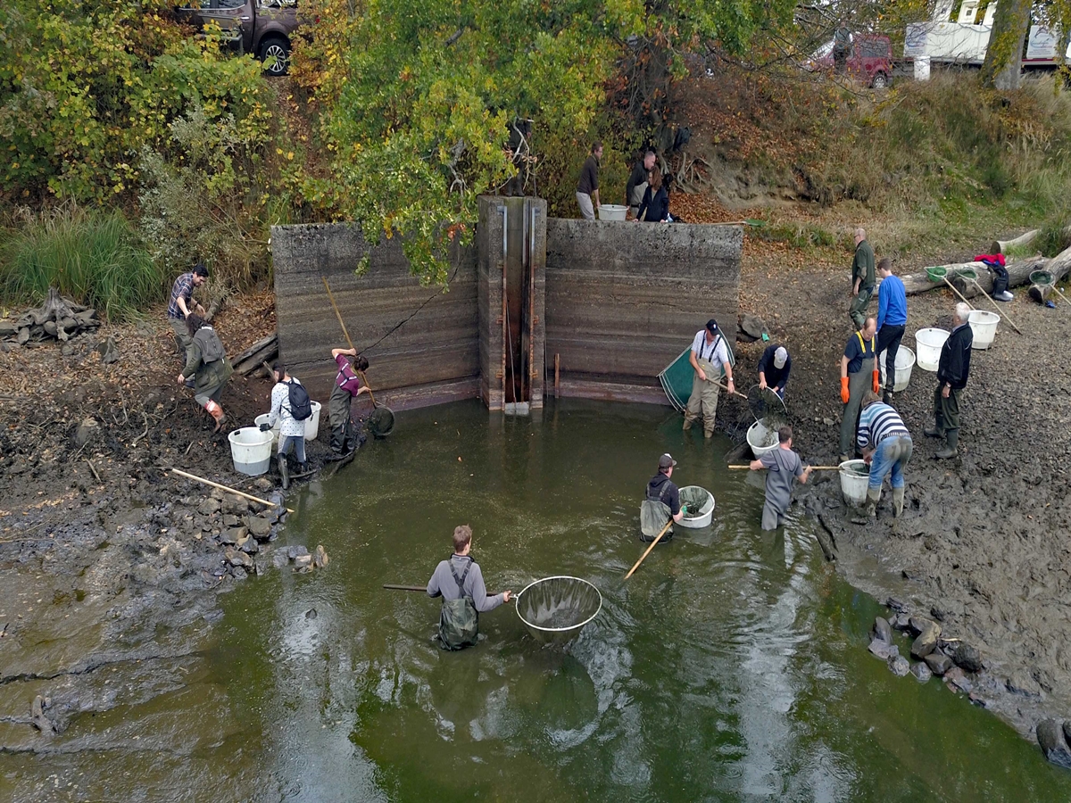 Ehrenamtliche beim Abfischen am Haidenweiher 
(Foto: Stefan Tannenberg)
