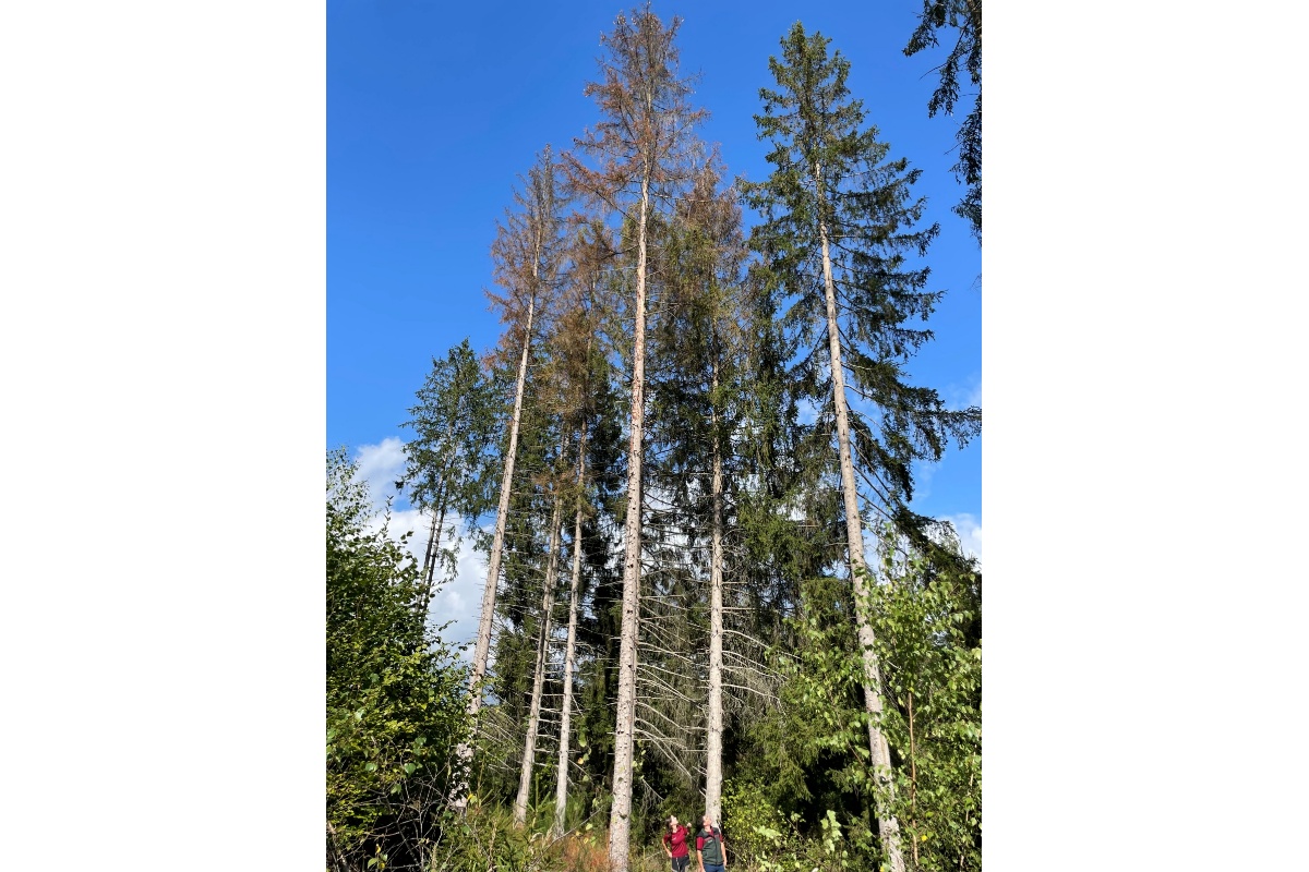 Privatwaldbetreuer wie Berit Blomenkamp und Michael Oeffling von Landesforsten Rheinland-Pfalz unterst�tzen Waldbesitzende im ganzen Land. (Foto: Landesforsten.RLP.de/Emma Pint)