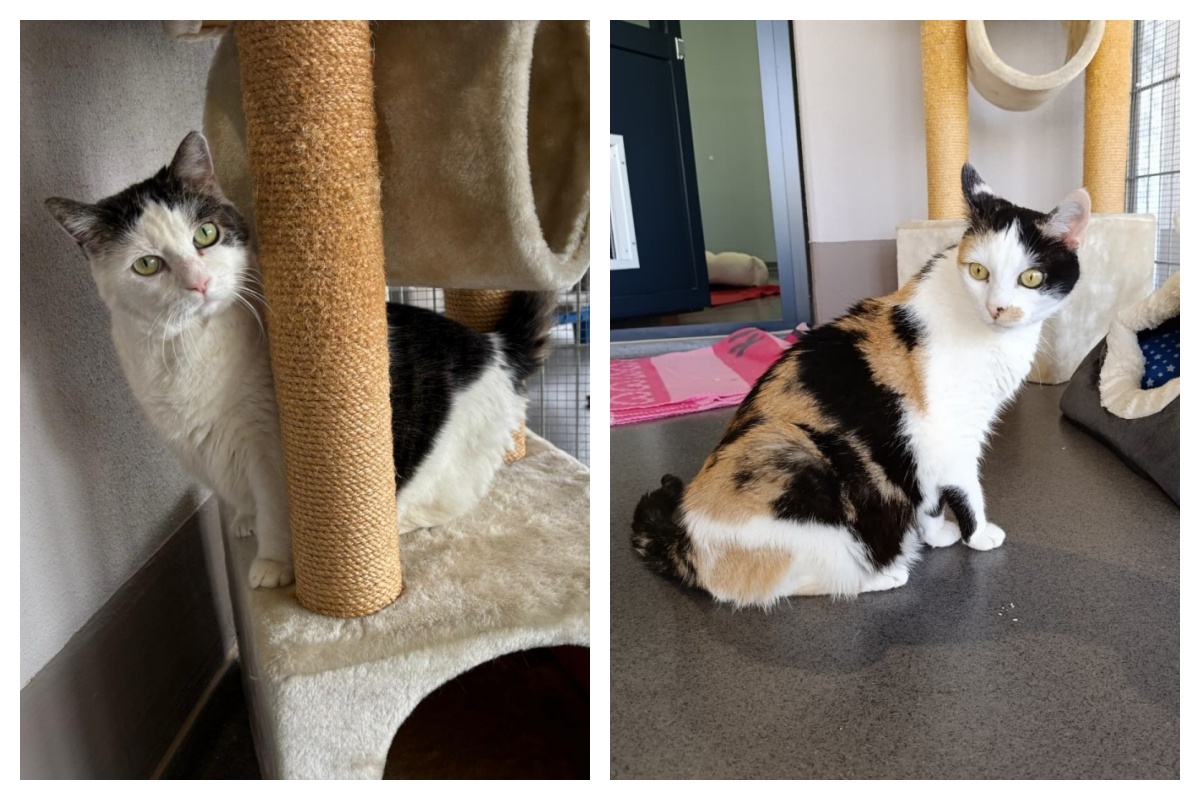 Silvy (links) und Tipsy (rechts) (Fotos: Tierheim Ransbach-Baumbach Gl�ckshunde e.V.)