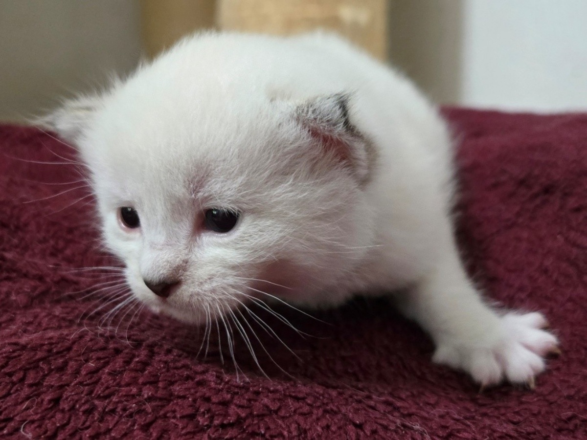 Kater H�mmelchen k�mpfte sich zur�ck ins Leben (Fotos: Tierschutz Siebengebirge/J. Stoll)