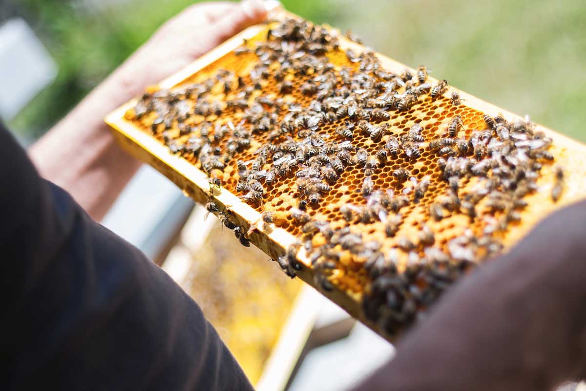 Imkerfest des Bienenzucht- und Naturschutzvereins in Mudersbach