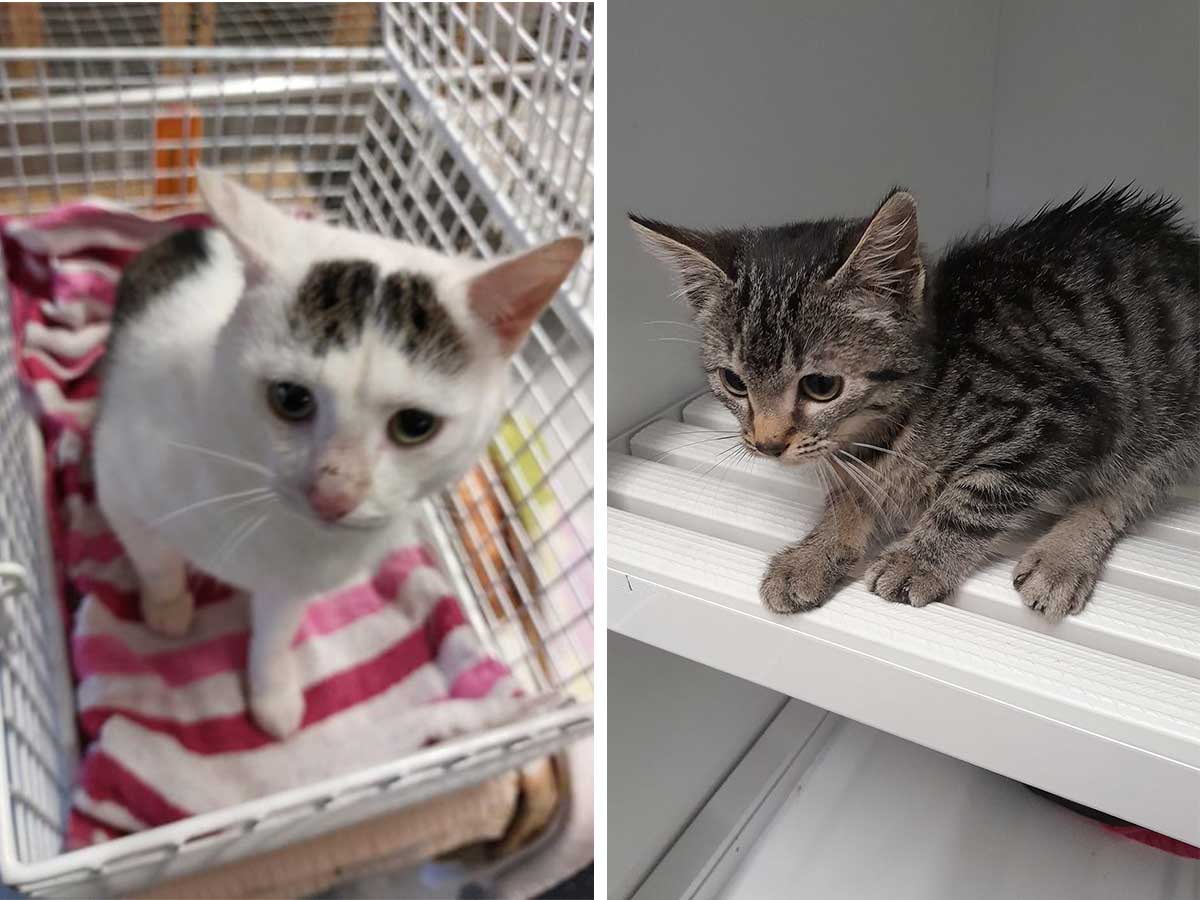 25 ausgesetzte Kitten in wenigen Wochen - so viele wie noch nie