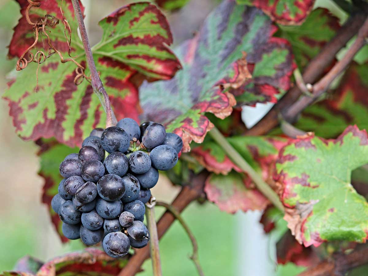 Landfrauen Altenkirchen laden zu Filmvorfhrung "Wein weiblich" ein