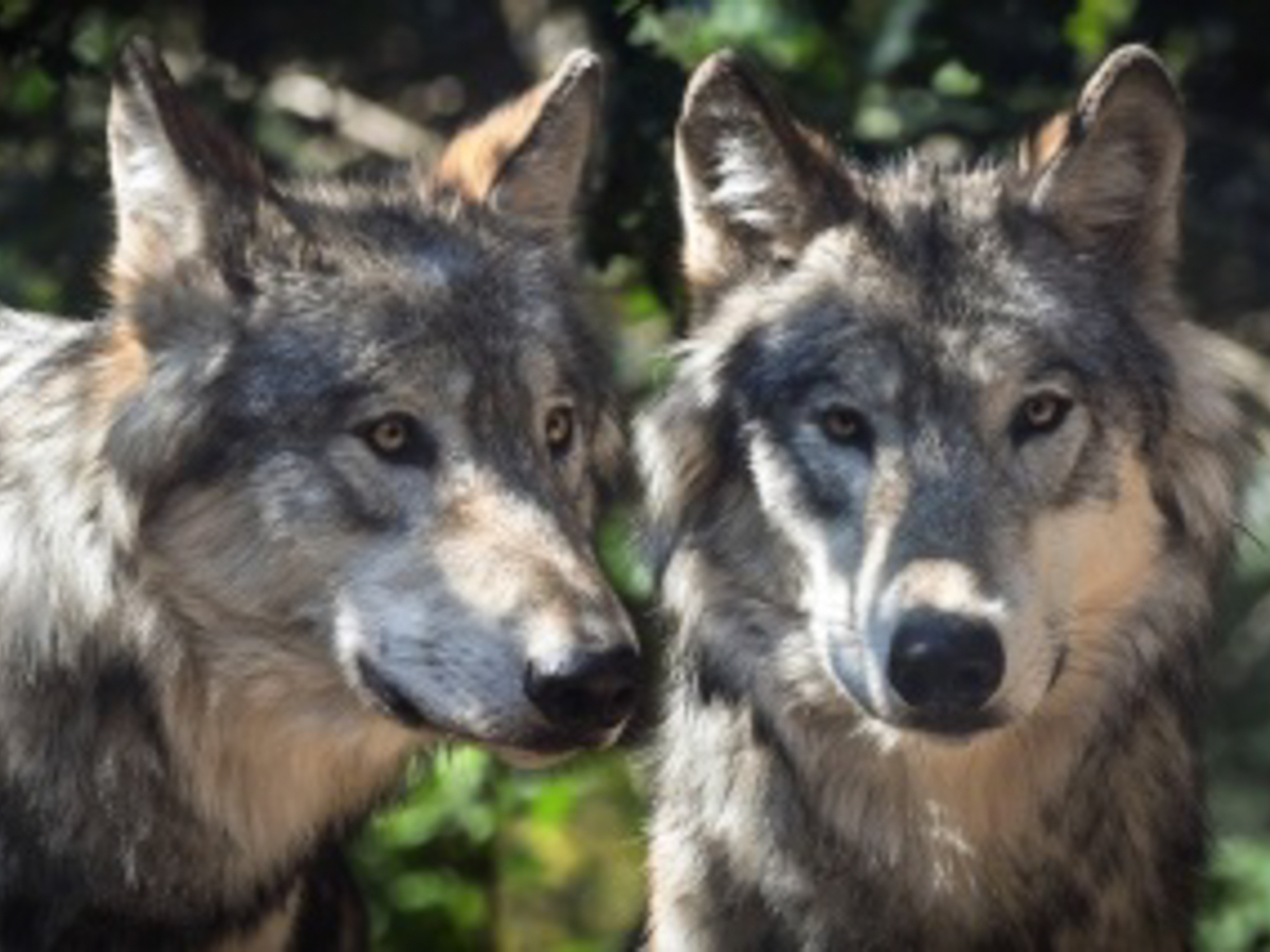 Tote Schafe in Borod: Wolf aus dem Leuscheider Rudel war verantwortlich