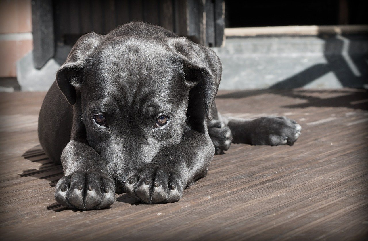 Erste Hilfe am Hund: Kurs der Kreisvolkshochschule Altenkirchen 