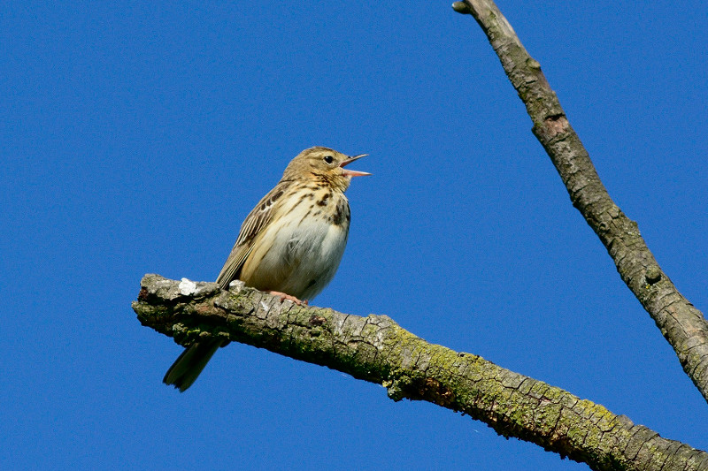 Gemeinsam die Flora und Fauna des Westerwaldes erkunden