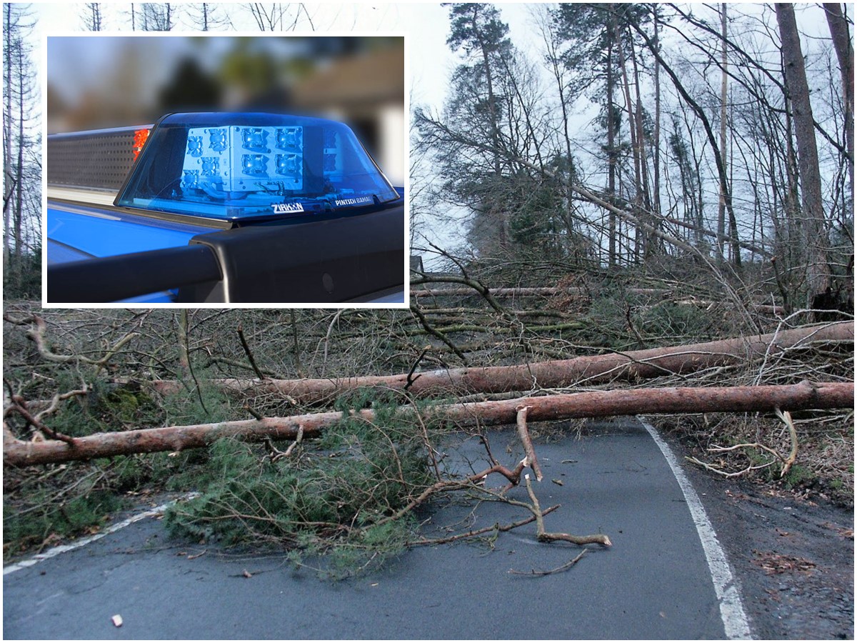 In der Sturmnacht waren unter anderem viele Straen wie hier auf der L 289 zwischen Kirchseifen und Brunken/Klbach durch umgestrzte Bume blockiert. (Fotos: Bernhard Theis / Symbolfoto)