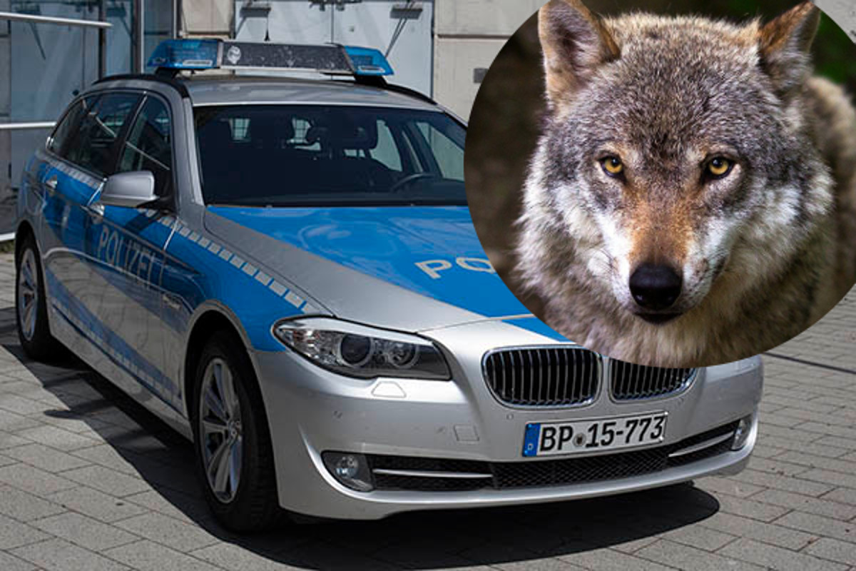 Verkehrsunfall: PKW kollidiert mit Wolf