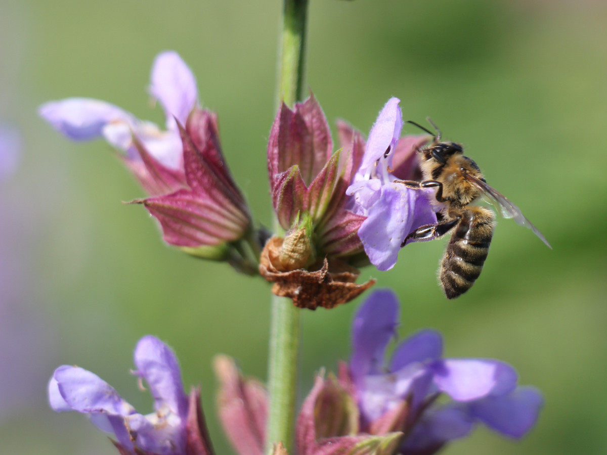 Bltenparadiese fr Biene und Co.: Onlinevortrag gibt Tipps