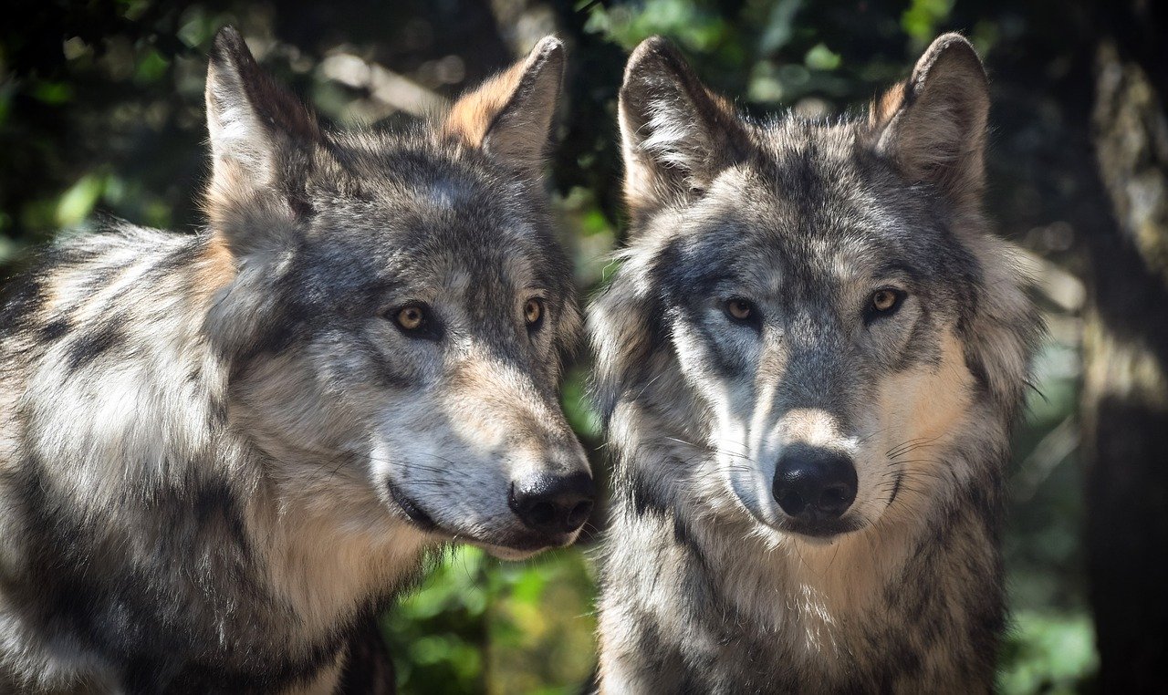 Leuscheider Wolfsrudel hat erneut sieben Welpen