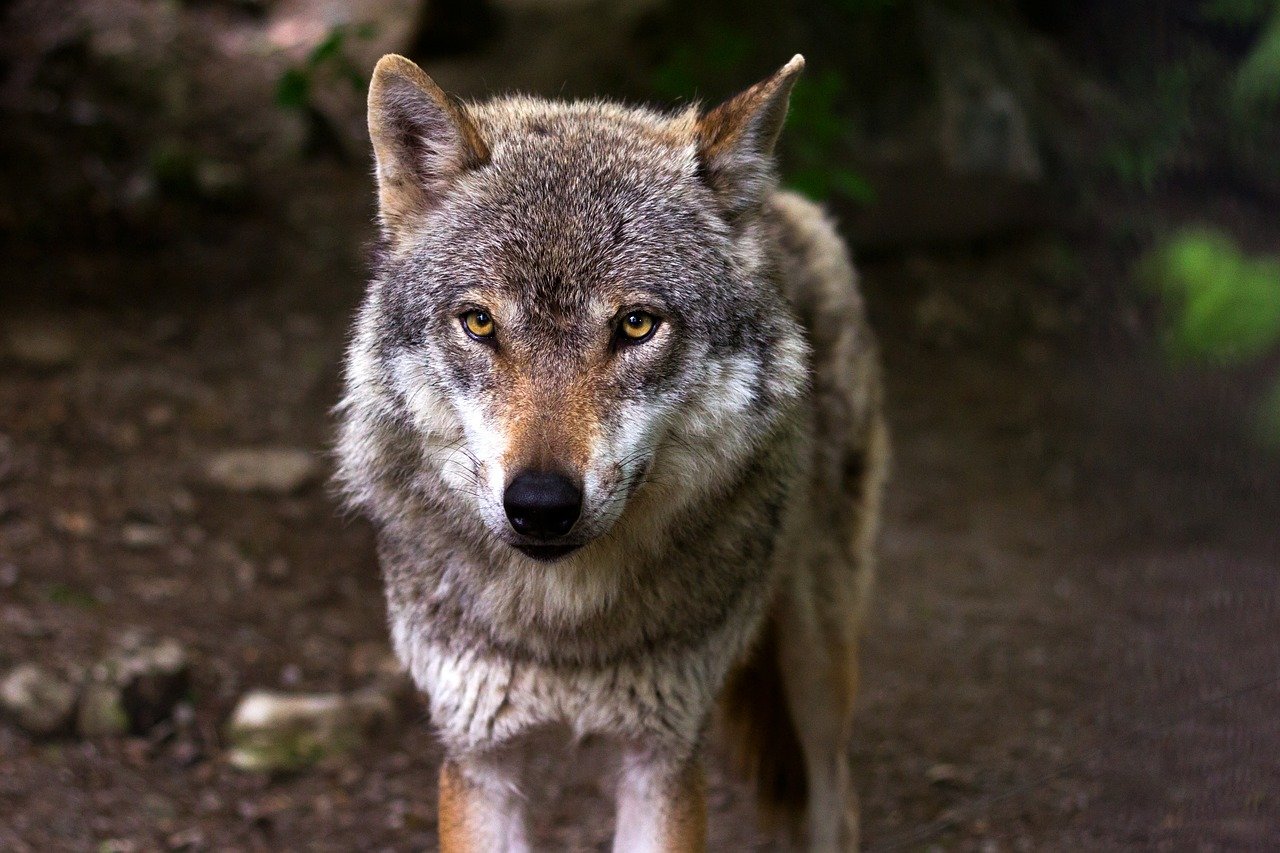 Schafsrisse in der VG Altenkirchen-Flammersfeld: Wolfsnachsweise besttigt