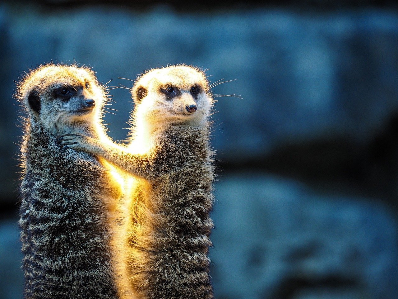 Wird es Ausnahmeregelungen fr Zoos geben? (Symbolfoto)