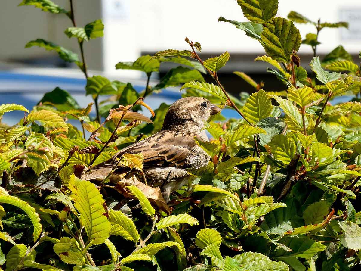 Einschrnkungen fr Baum- und Heckenschnitt ab Mrz - Naturschutzgesetze beachten