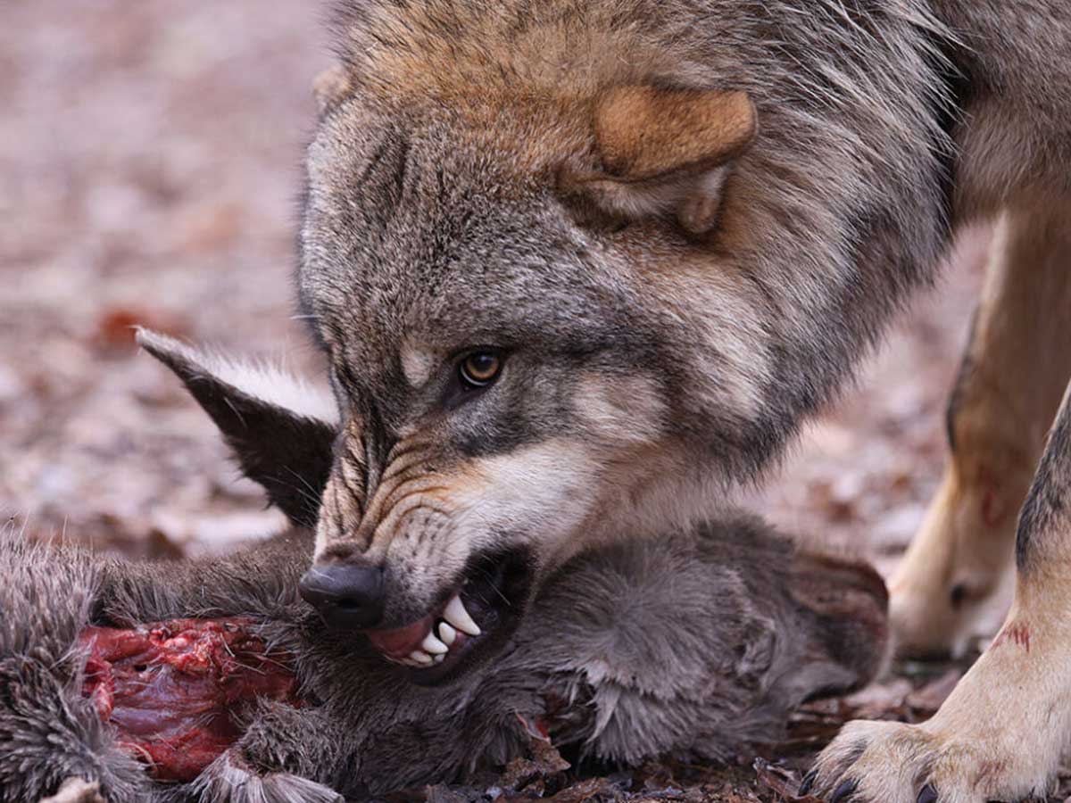Wlfe im Westerwald: Wie kann man seine Tiere vor dem Wolf schtzen?