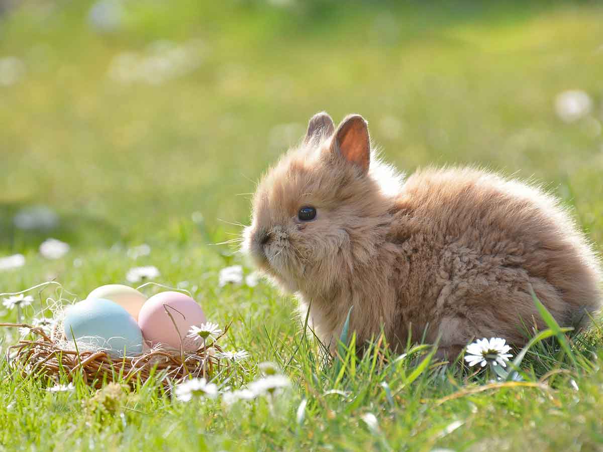 Westerwaldwetter: Das Osterwochenende wird durchwachsen