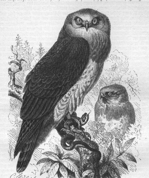 Damals noch in wiedischen Forsten heimisch: Der Schlangenadler. Prinz Maximiian widmete ihm eine zoologische Facharbeit (zeitgenssische Darstellung). Foto: privat