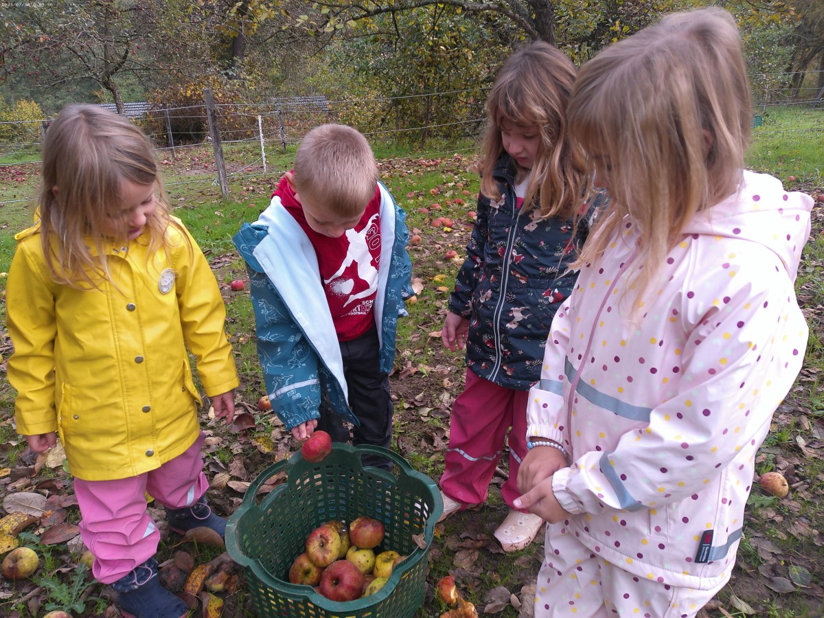 Kleine Erntehelfer der Kita Schönstein. Foto: Gesellschaft für Service und Beschäftigung im Westerwald mbH