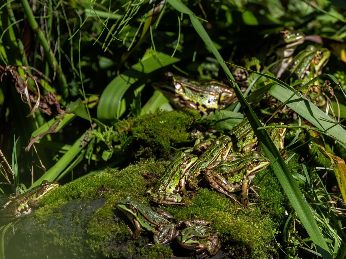 Am Hof Ebertseifen an Teichen und Tmpeln Amphibien kennenlernen