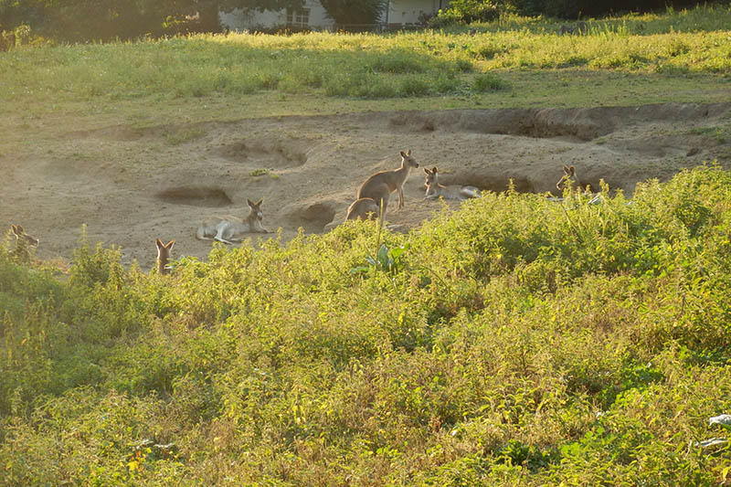 Eine Abendfhrung ist schon etwas Besonderes. Fotos: Zoo Neuwied