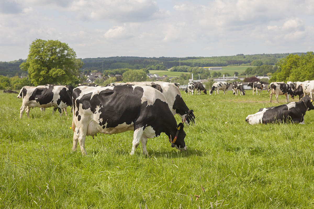 Horper: Wir brauchen eine schlagkrftige Landwirtschaft fr unsere Gesellschaft