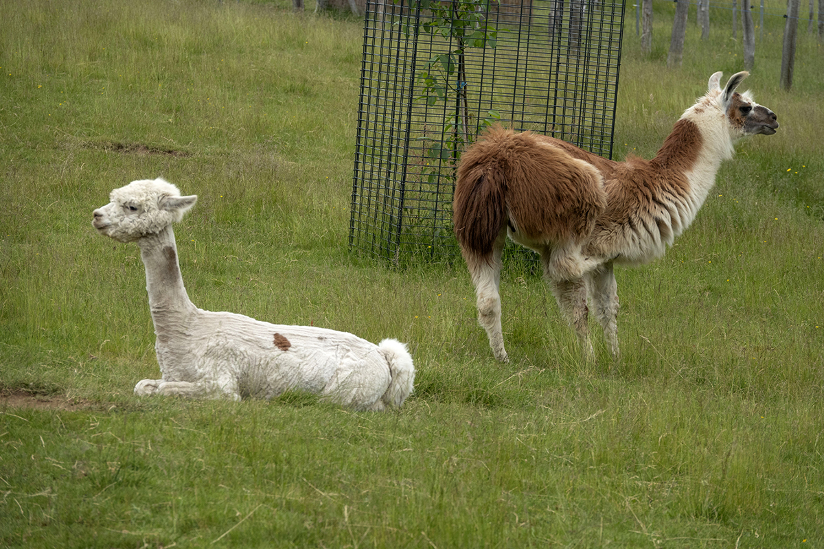 Westerwlder Naturerlebnis: Entspannung mit Lamas und Alpakas