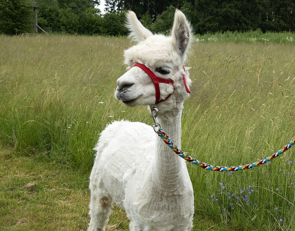 Auch eine Lama- und Alpakawanderung fr Familien ist geplant. Foto: Wolfgang Tischler