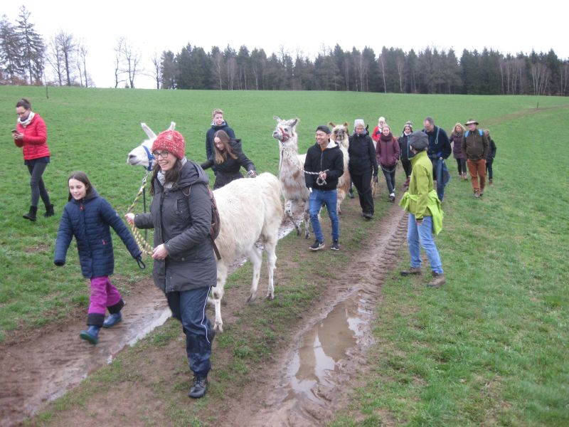 Familienaktion - Lama- und Alpakatrekking