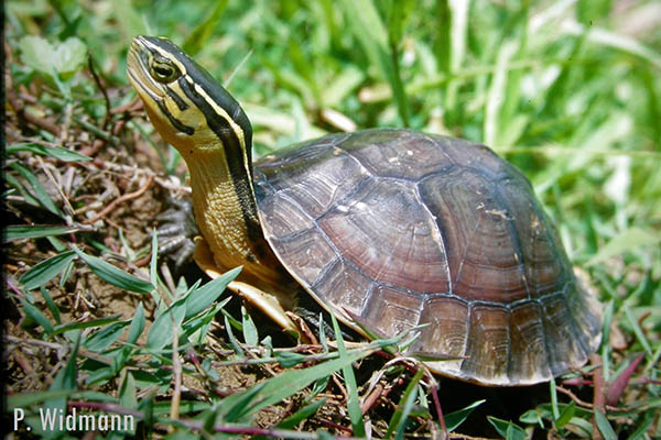 Zootier des Jahres 2018  die Scharnierschildkrte