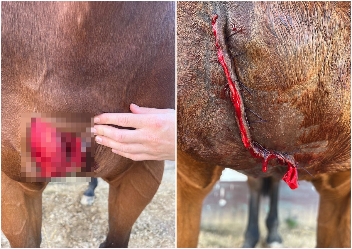 Pferdestecher in Anhausen? Pferd stand mit schwer blutender Wunde auf der Weide