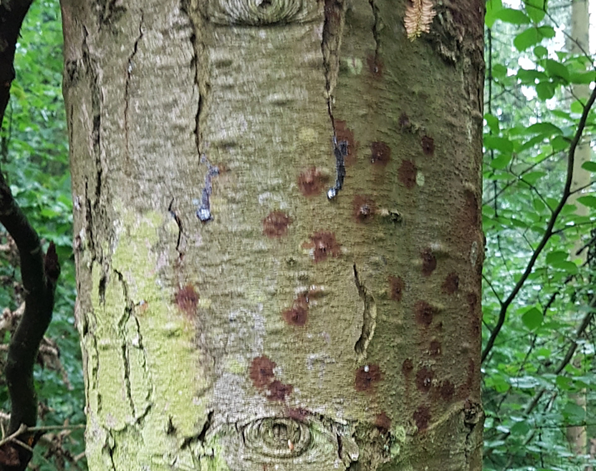 Die Borkenkfer befallen mittlerweile auch andere Baumarten wie diese Tanne. (Foto: Frank Krause)