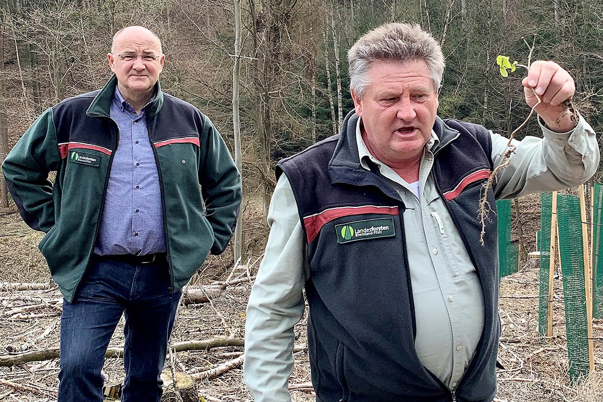 Mit klimaresistenten Baumarten gegen die Waldschden: Uwe Hoffmann, Leiter Forstamt Dierdorf und Frster Ralf Winnen erklren das Aufforstungsprojekt. Fotos: privat