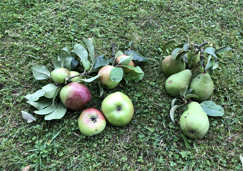 Apfelernte in Pracht zugunsten der Kita-Kinder und Senioren
