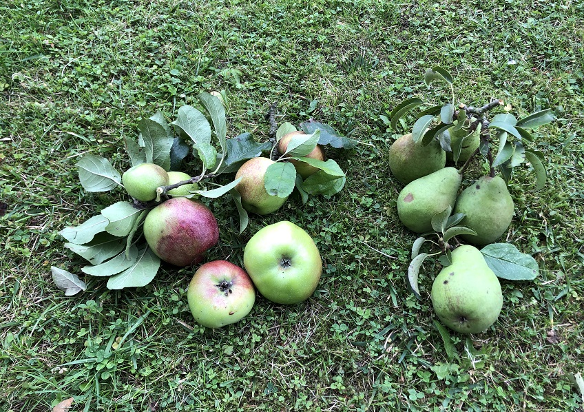 In Pracht werden wieder pfel und Birnen geerntet. (Foto: Ortsgemeinde)