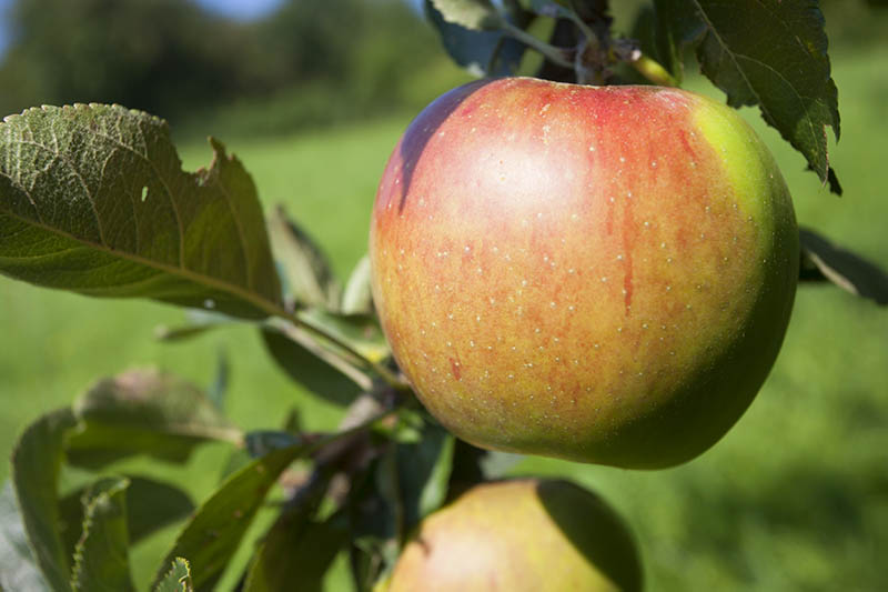 Mobile Apfelpresse in Urbach - Interessenten bitte anmelden 