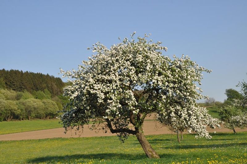 Blhender Apfelbaum. Foto: Peter Fasel