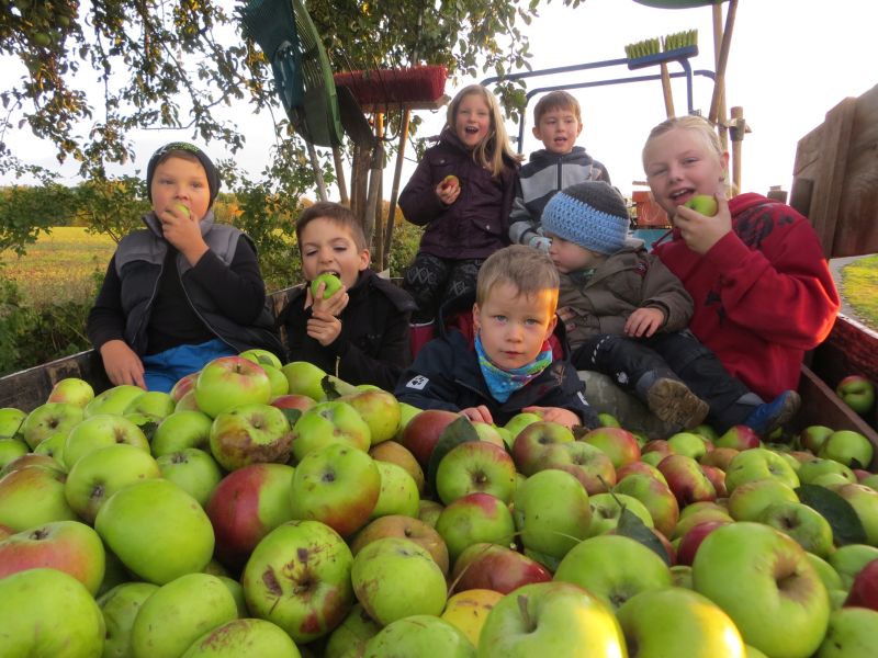 Macht sichtlich Spa: pfel ernten und selbst verarbeiten statt verfaulen lassen. Foto: Verein