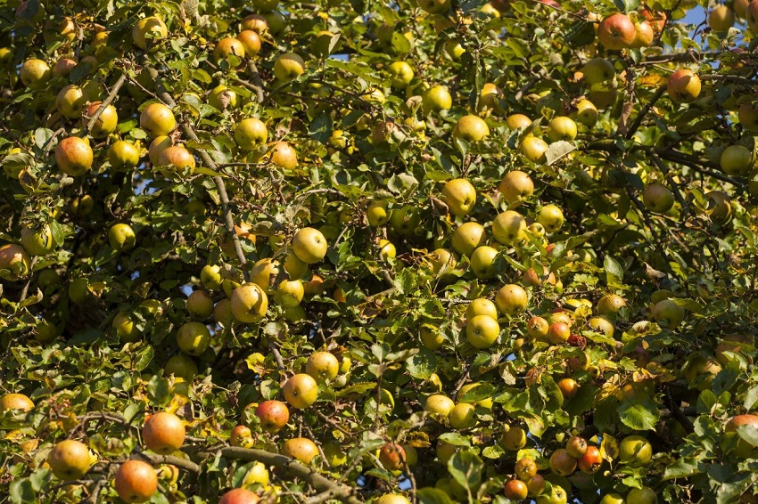 pfel knnen professionell zu Saft gepresst werden. (Foto:  Ebertseifen Lebensrume e.V.)