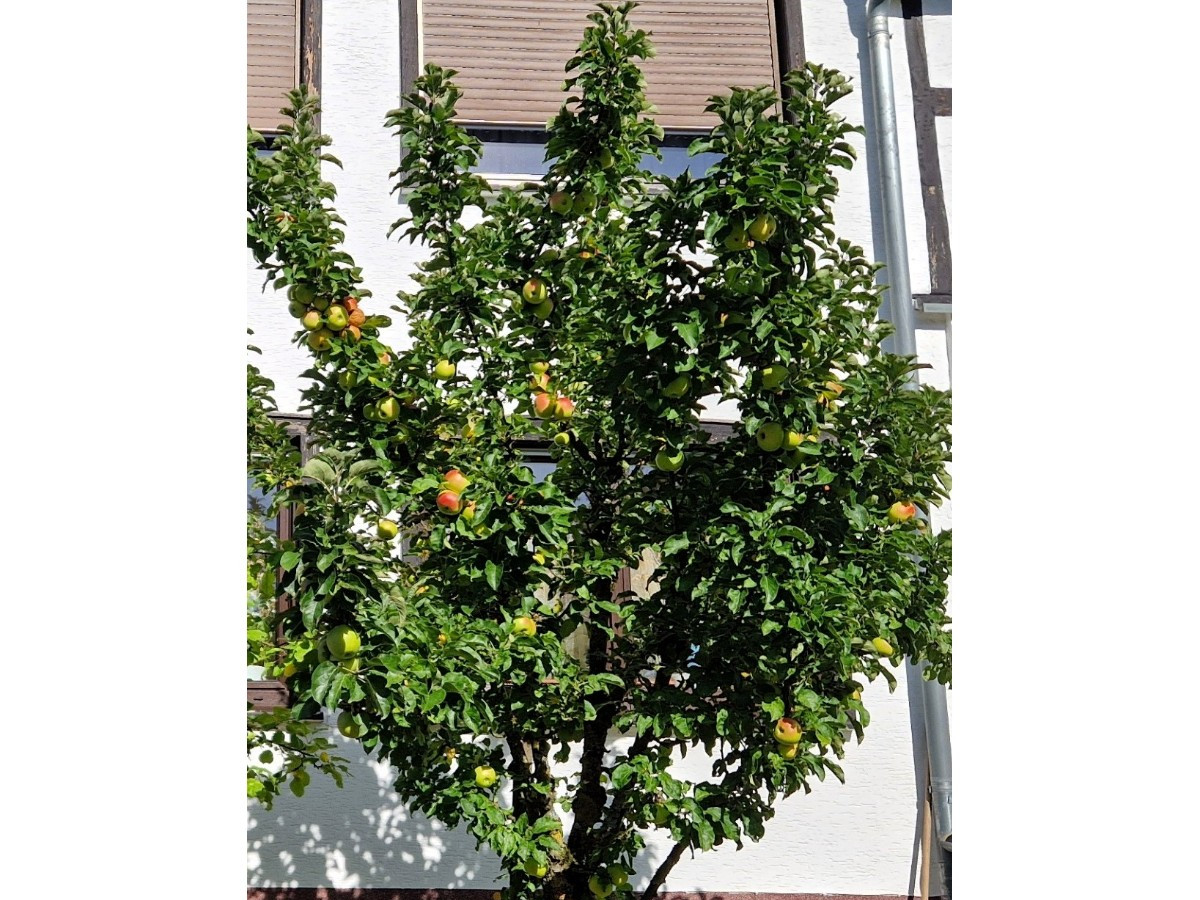 Ein Apfelbaum in Krunkel - reich behangen und voller stiller Pracht. In diesem Jahr gibt es eine besonders reiche Apfelernte in Deutschland - und auch in unserer Region sind die Bedingungen deutlich gnstiger als in manchen Vorjahren. (Foto: Rolf Schmidt-Markoski)