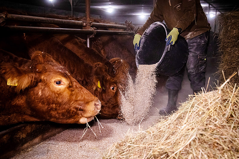 Jeden Morgen frh fttern, aber jetzt selbst auf Dit: Wer in der Landwirtschaft arbeitet, muss knftig um die Zusatzrente frchten. Davor warnt die Agrar-Gewerkschaft IG BAU. Foto: IG BAU