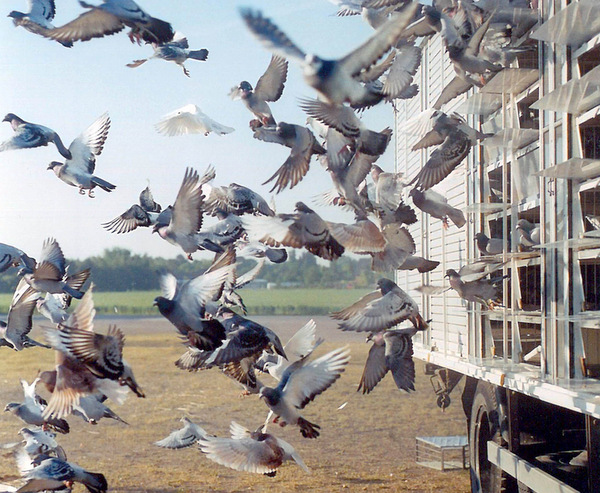 Die Brieftauben-Saison beginnt. ber den Start am Auflassort entscheidet der jeweilige Flugleiter. (Foto: Verband deutscher Brieftaubenzchter e. V.)